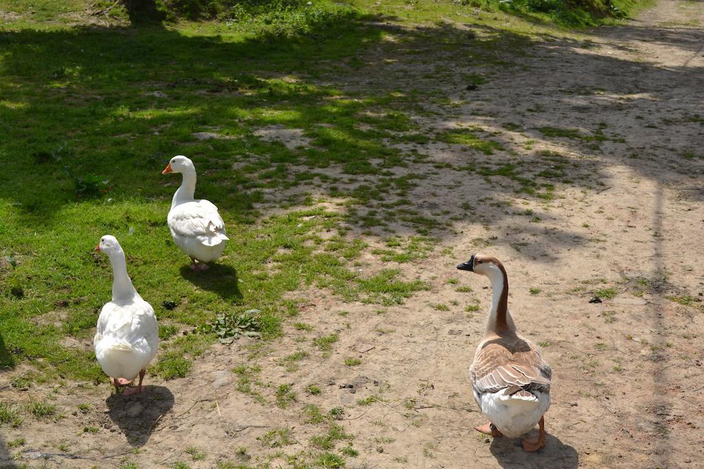 Pivovar Kocour Varnsdorf Dış mekan fotoğraf